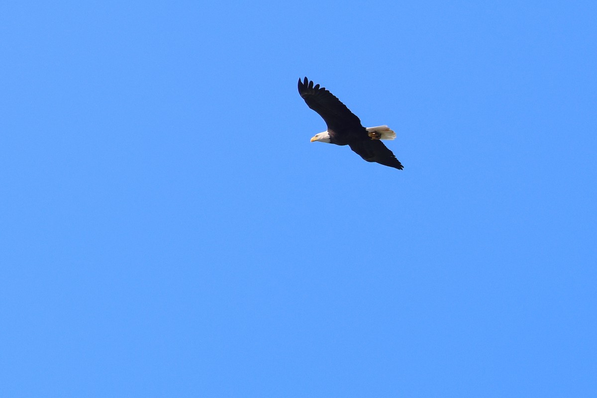 Bald Eagle - ML643053546