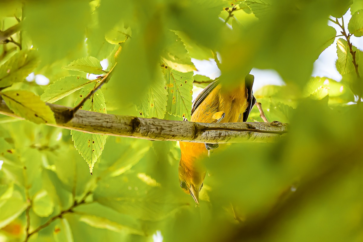 Baltimore Oriole - ML643053547
