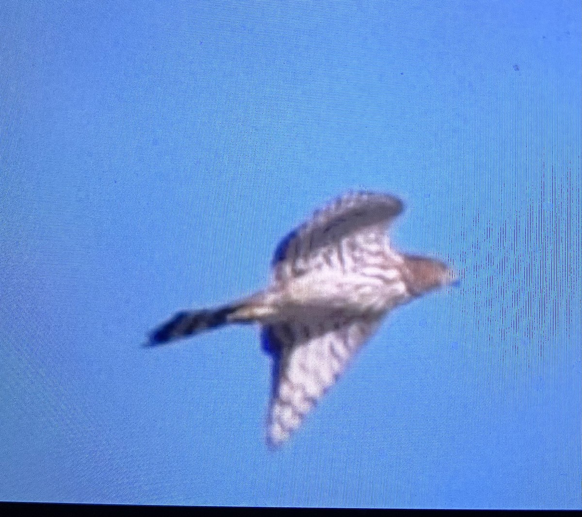 Cooper's Hawk - ML643053548