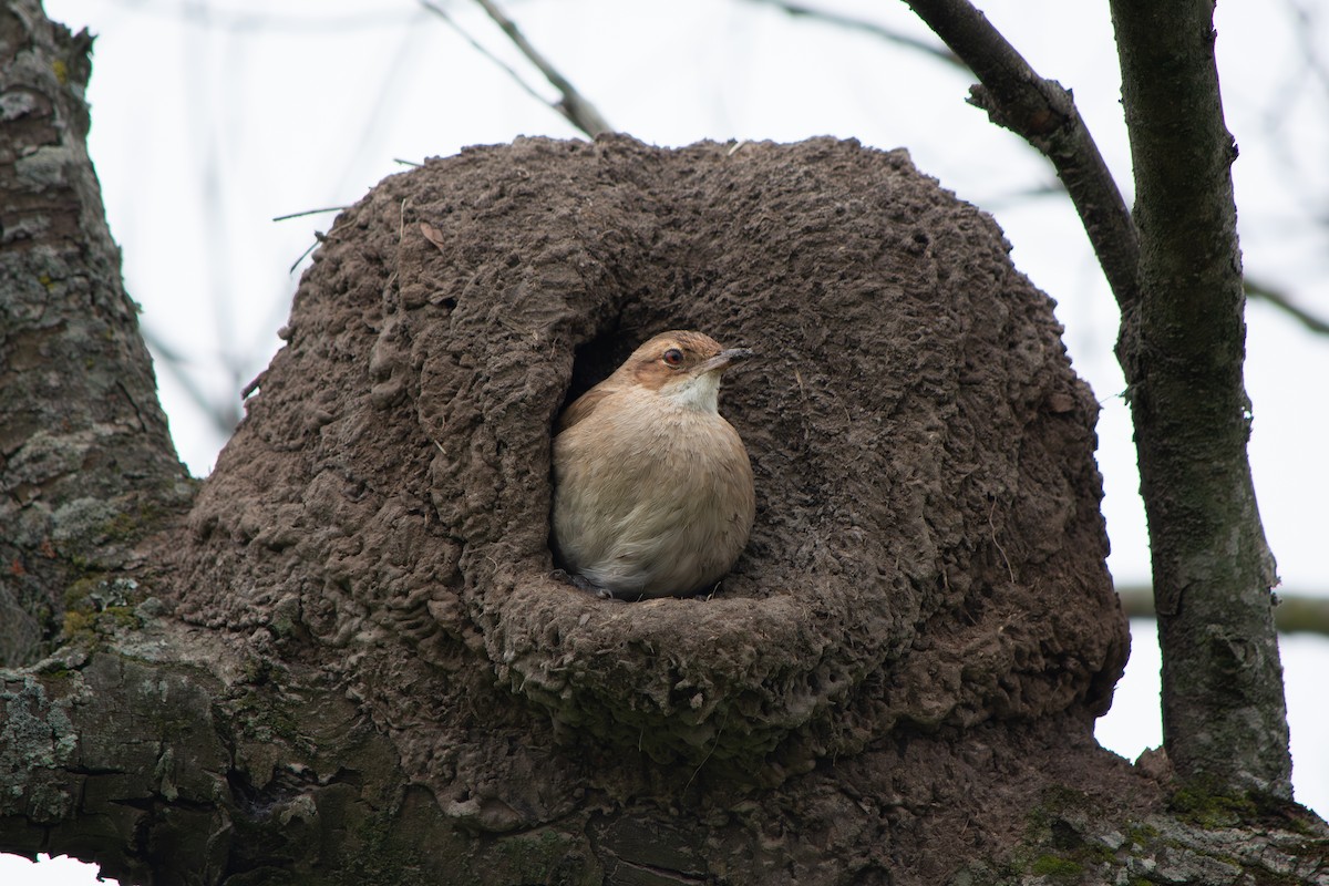 Rufous Hornero - ML643053549