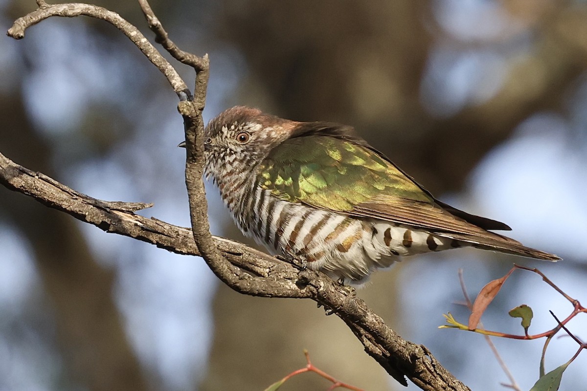 Shining Bronze-Cuckoo - ML643053550