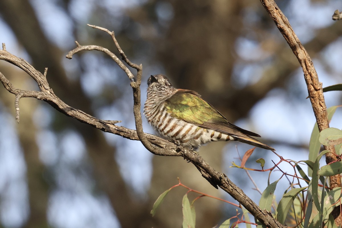 Shining Bronze-Cuckoo - ML643053551