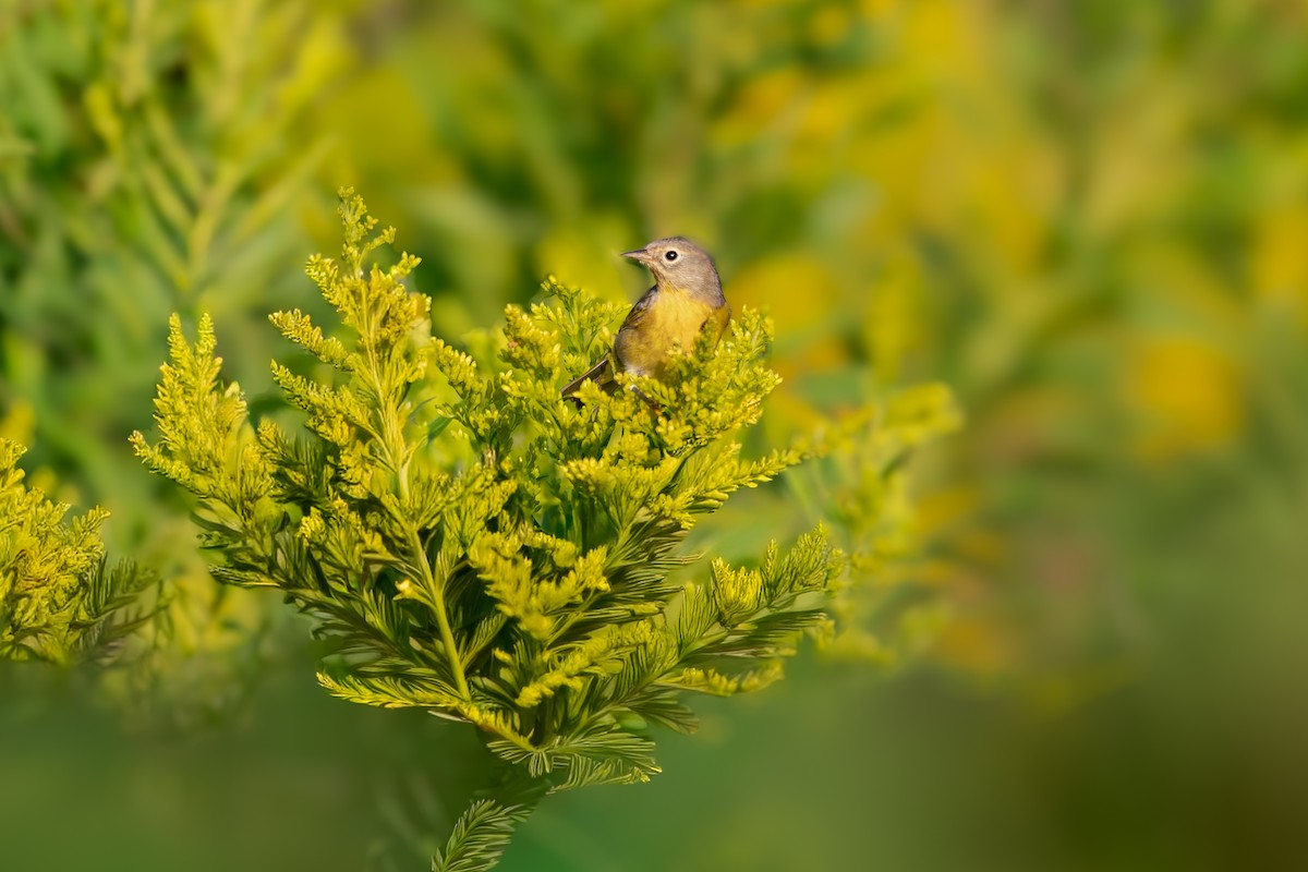 Nashville Warbler - ML643053552