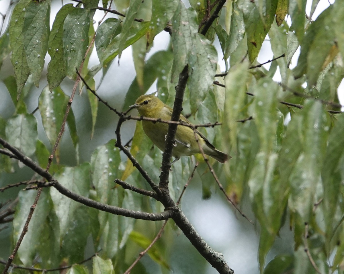 Tennessee Warbler - ML643053553