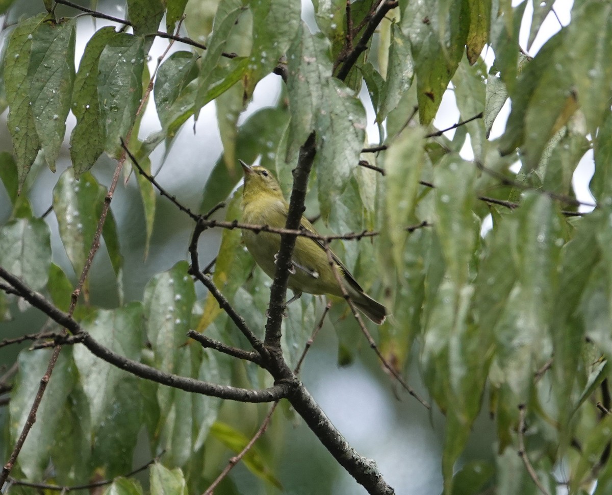 Tennessee Warbler - ML643053554