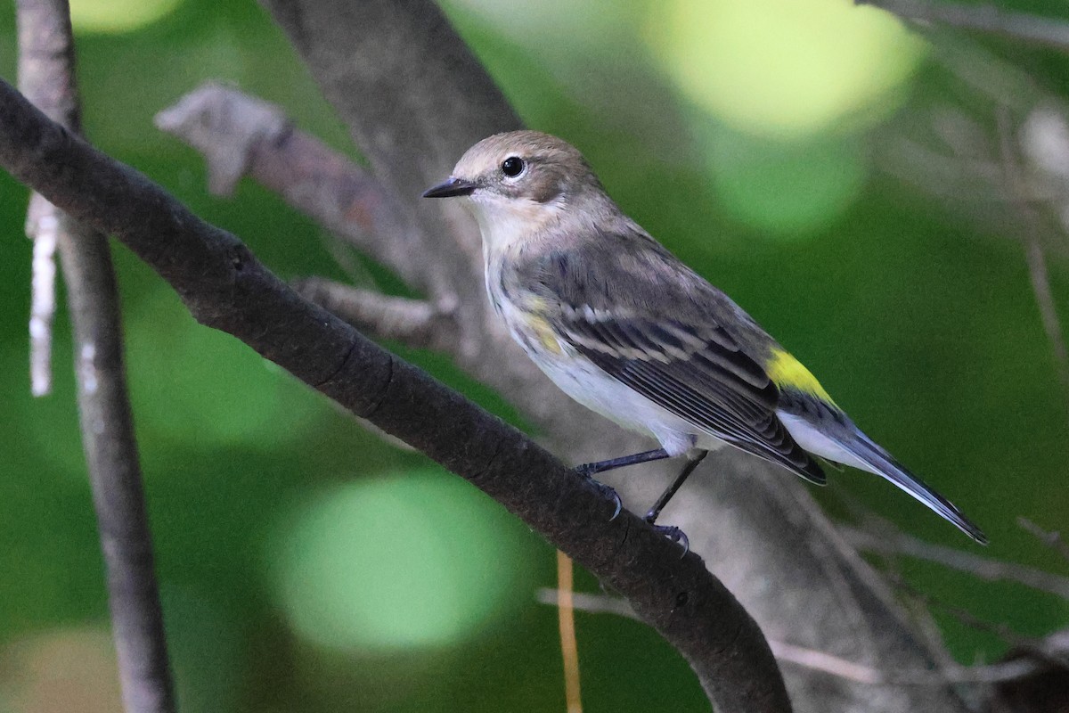 Yellow-rumped Warbler - ML643053556