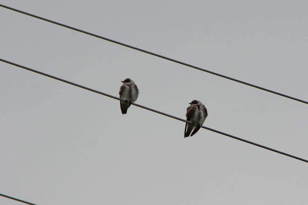Brown-chested Martin - ML643053558