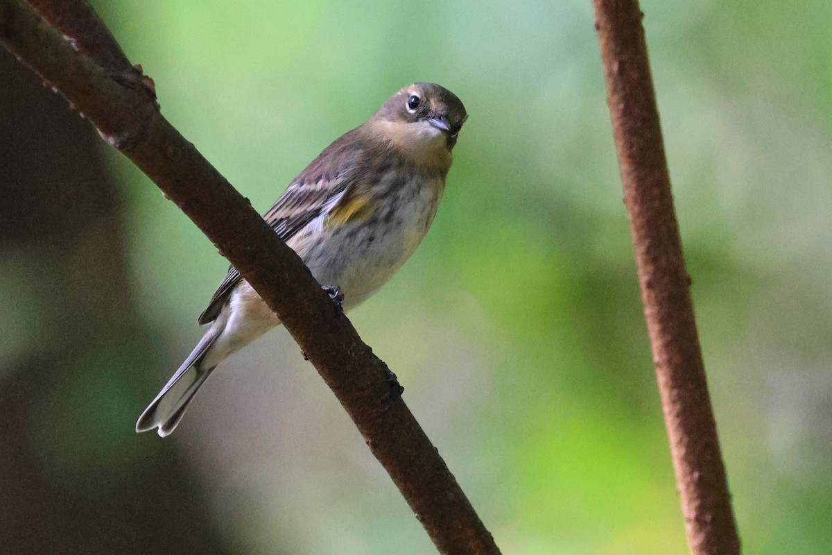 Yellow-rumped Warbler - ML643053560