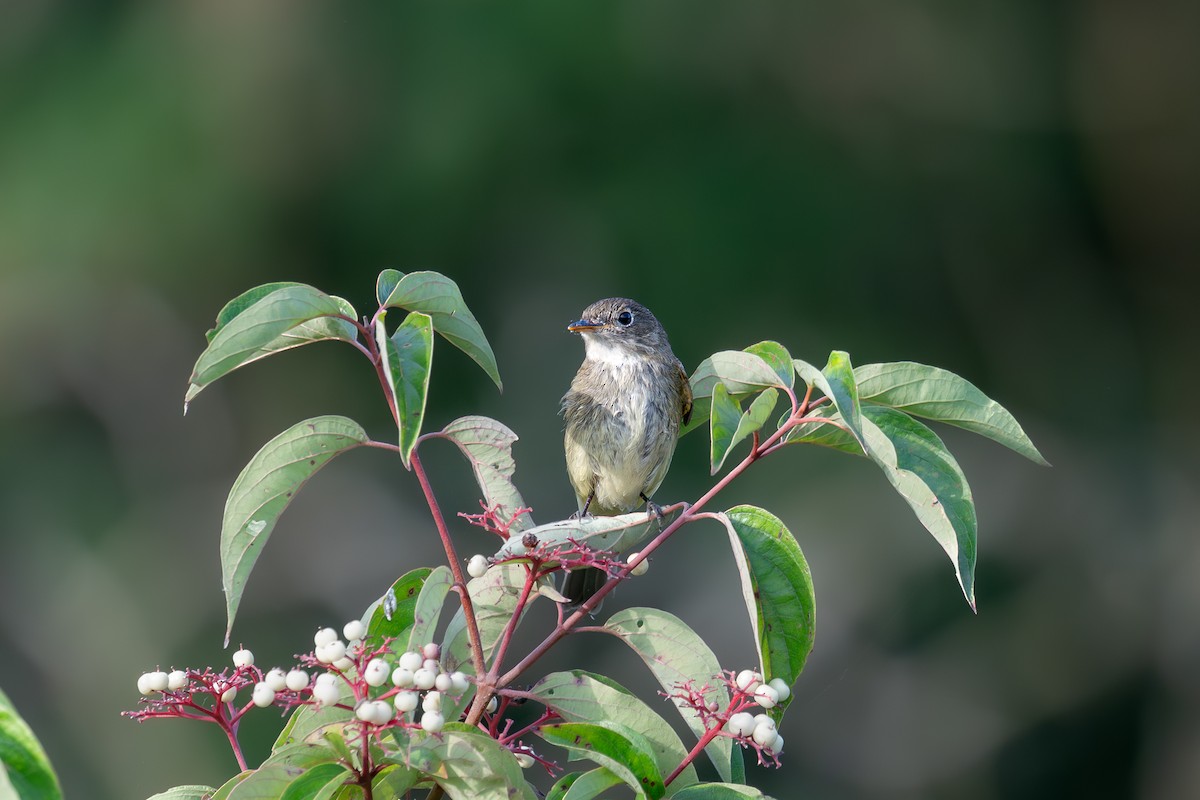 Eastern Wood-Pewee - ML643053561