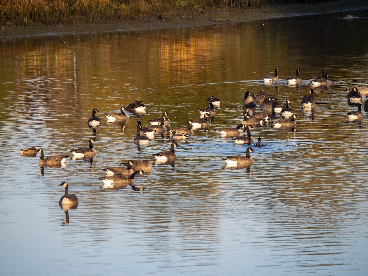 Canada Goose - ML643053562