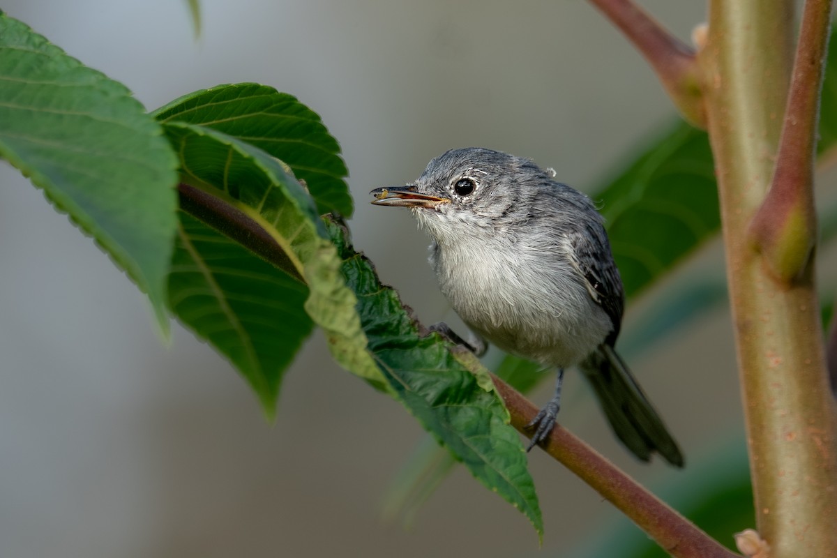 Blue-gray Gnatcatcher - ML643053564