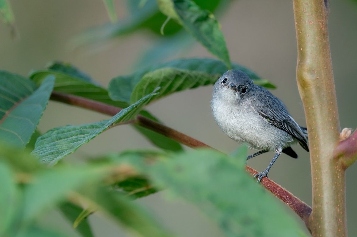 Blue-gray Gnatcatcher - ML643053566