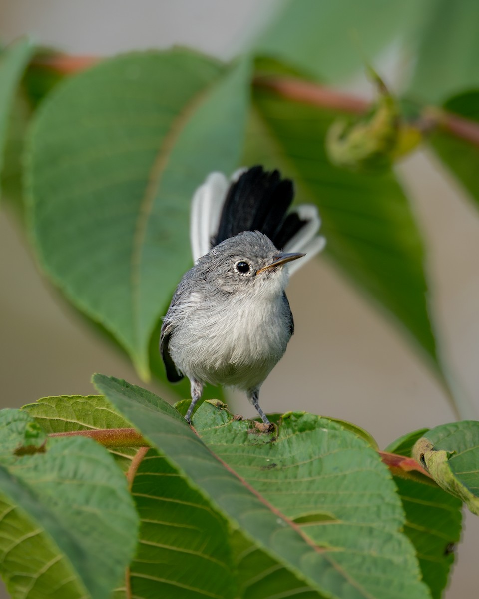 Blue-gray Gnatcatcher - ML643053567