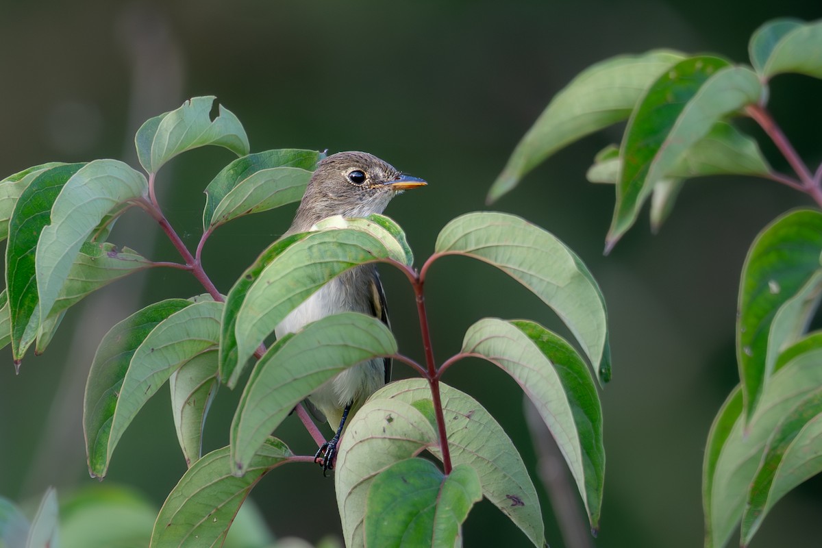 Least Flycatcher - ML643053569