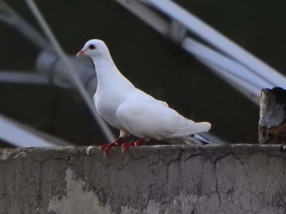 Rock Pigeon (Feral Pigeon) - ML643053570