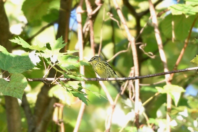 Cape May Warbler - ML643053571