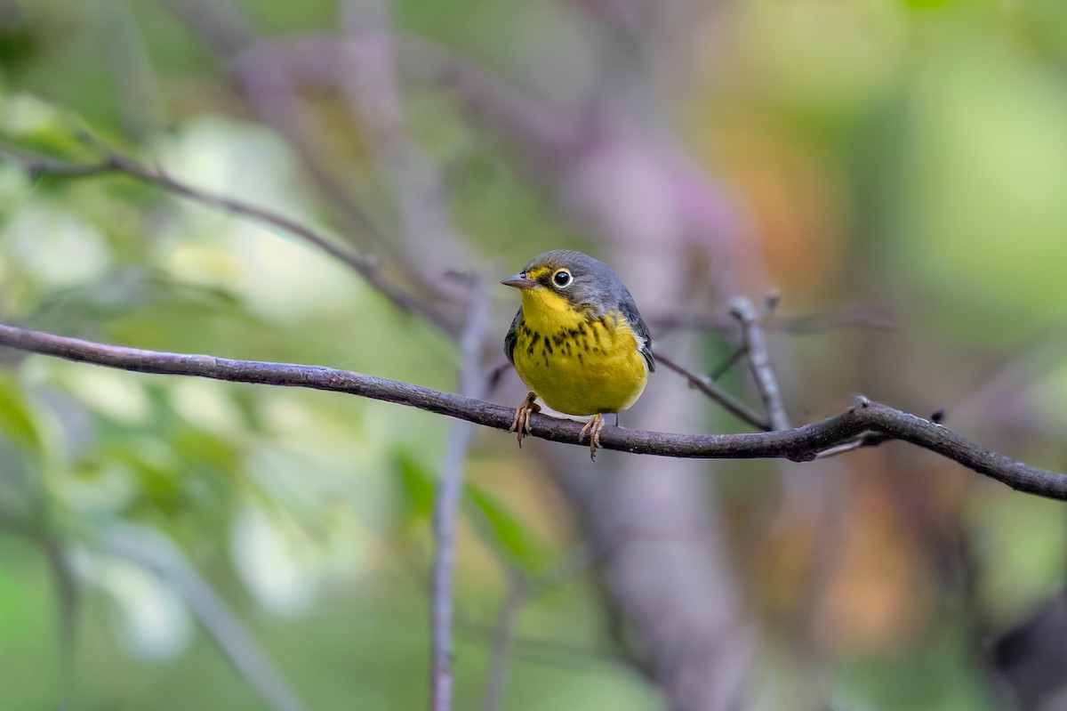 Canada Warbler - ML643053572