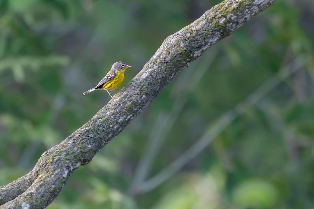 Magnolia Warbler - ML643053573