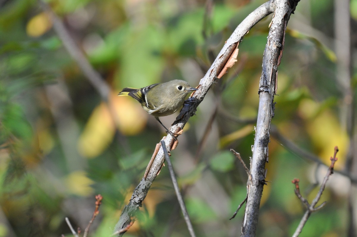 Ruby-crowned Kinglet - ML643053574