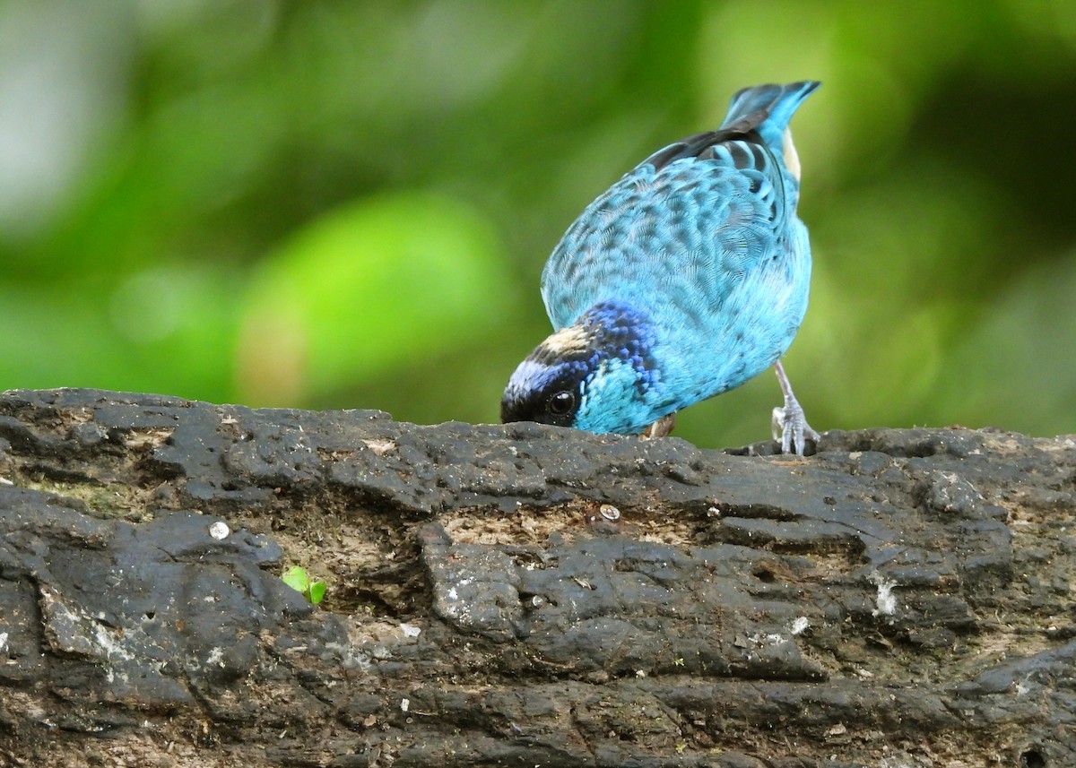 キンエリフウキンチョウ - ML643053586