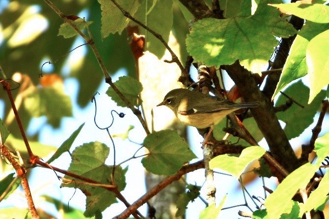 Black-throated Green Warbler - ML643053629