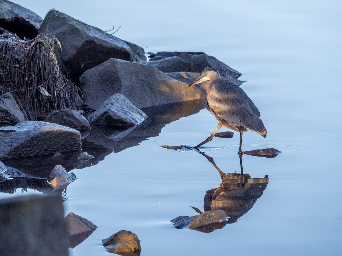 Great Blue Heron - ML643053645