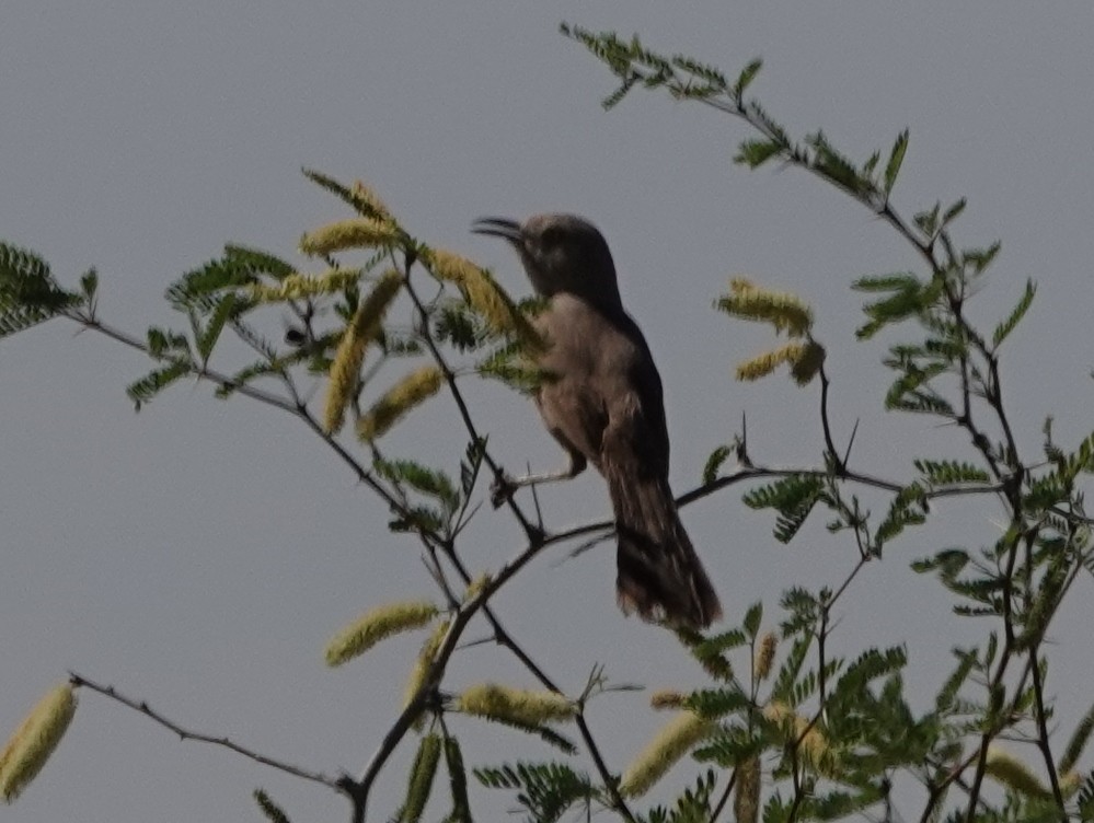 Bendire's Thrasher - ML643053646