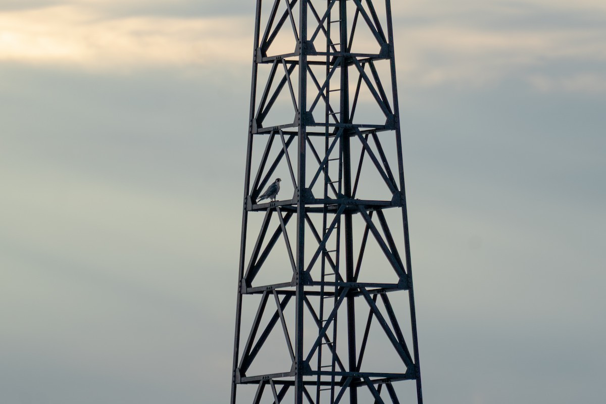 遊隼 - ML643053651