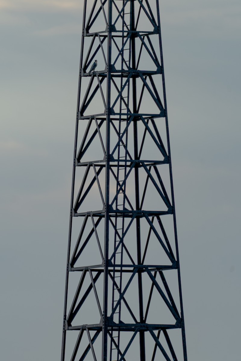 遊隼 - ML643053652