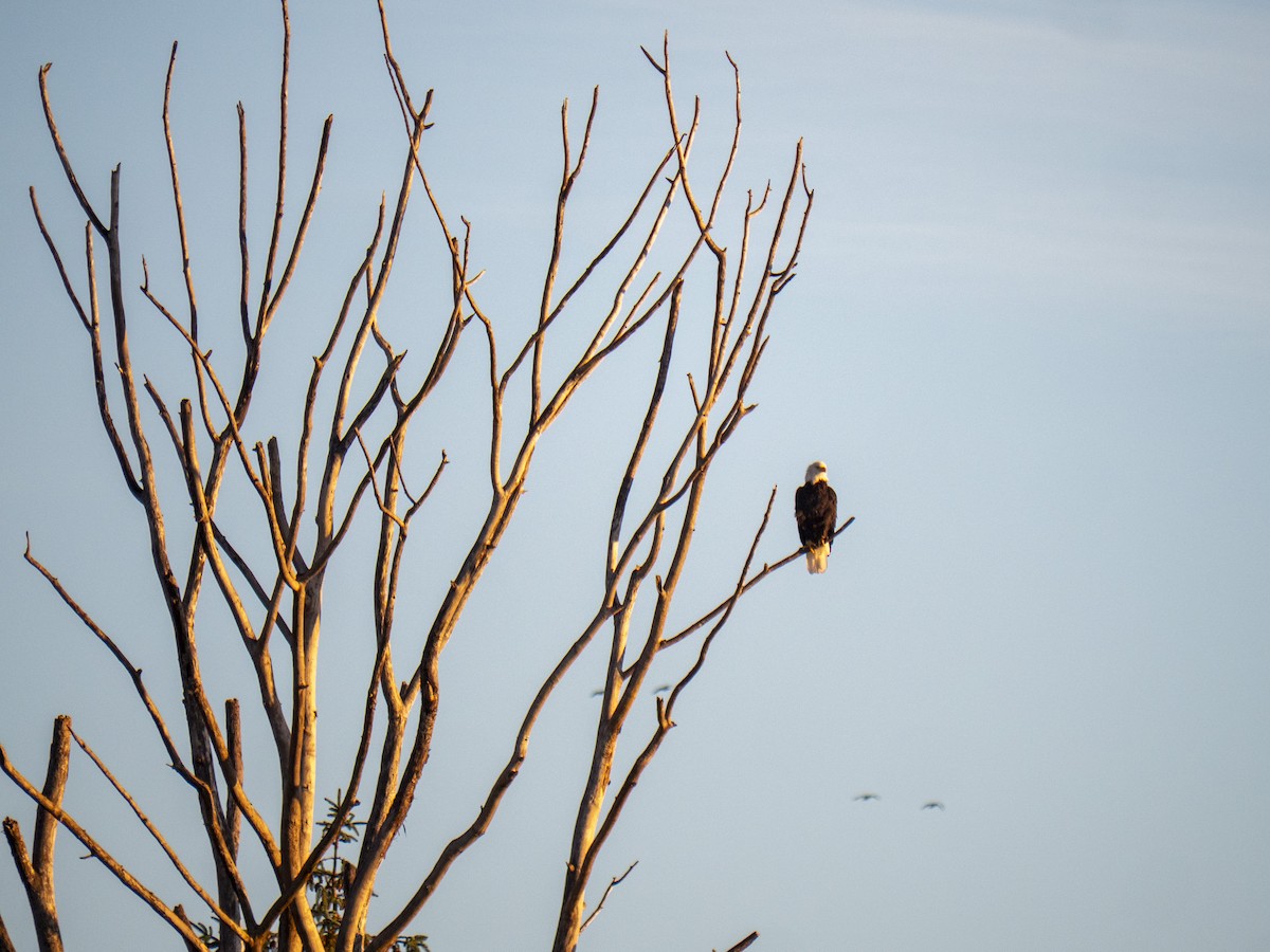 Bald Eagle - ML643053653
