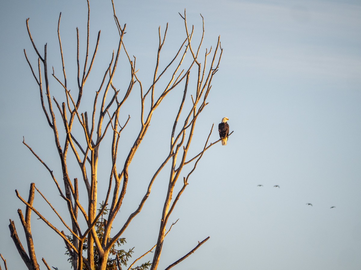 Bald Eagle - ML643053654
