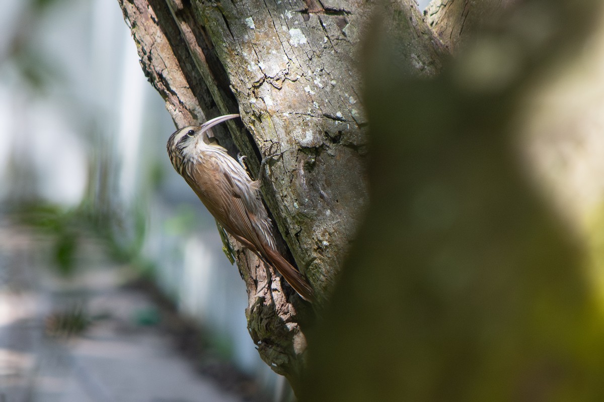 Narrow-billed Woodcreeper - ML643053655