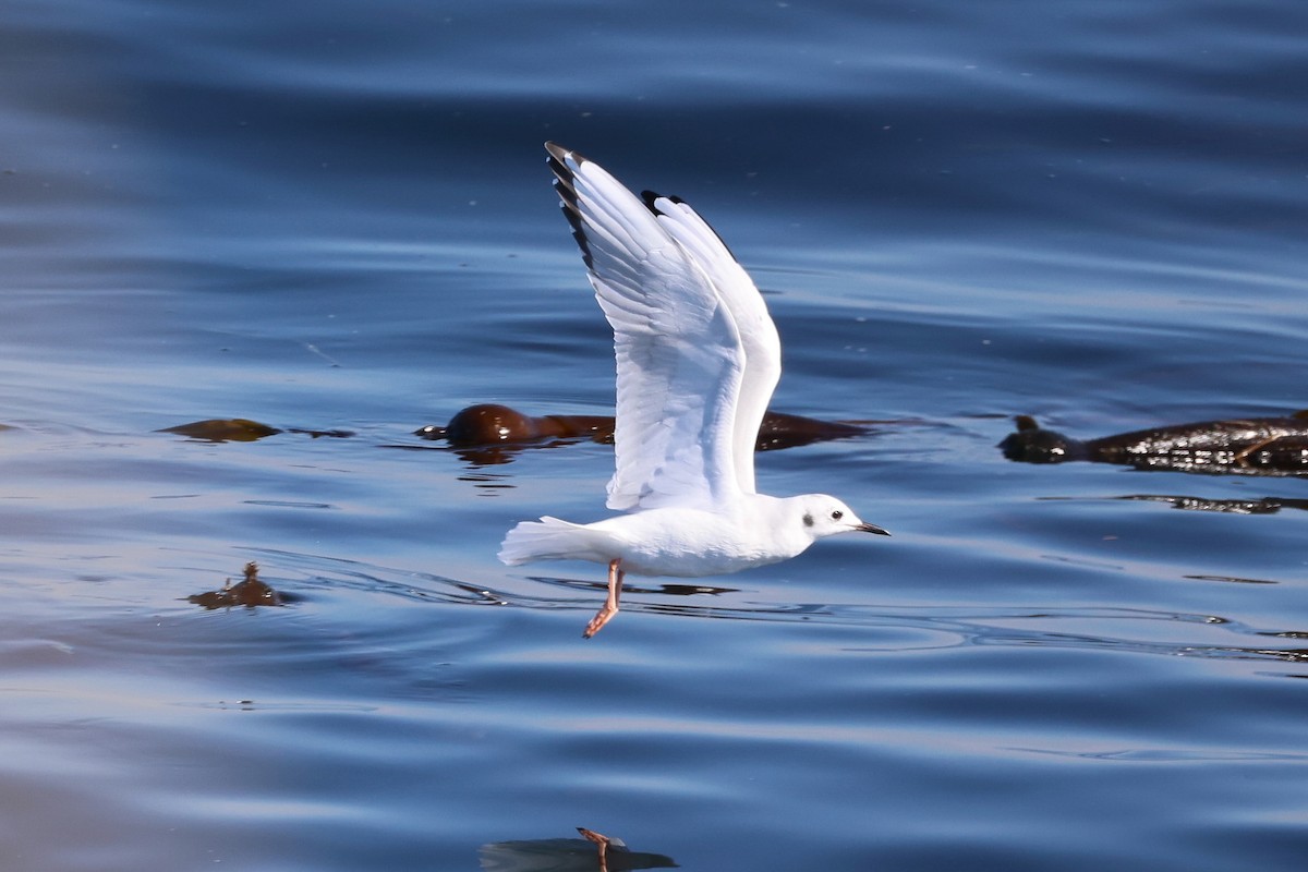 Bonaparte's Gull - ML643053656