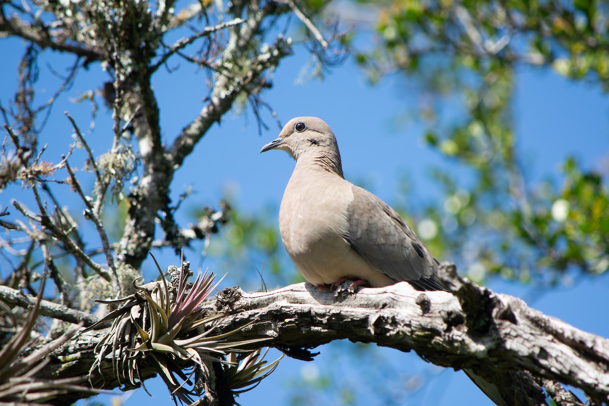 Eared Dove - ML643053657