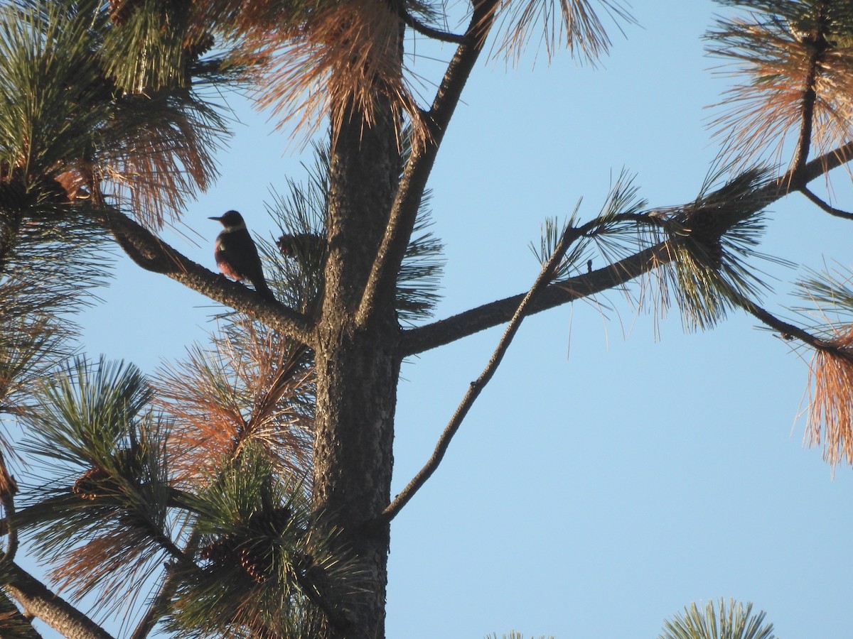 Lewis's Woodpecker - ML643053658