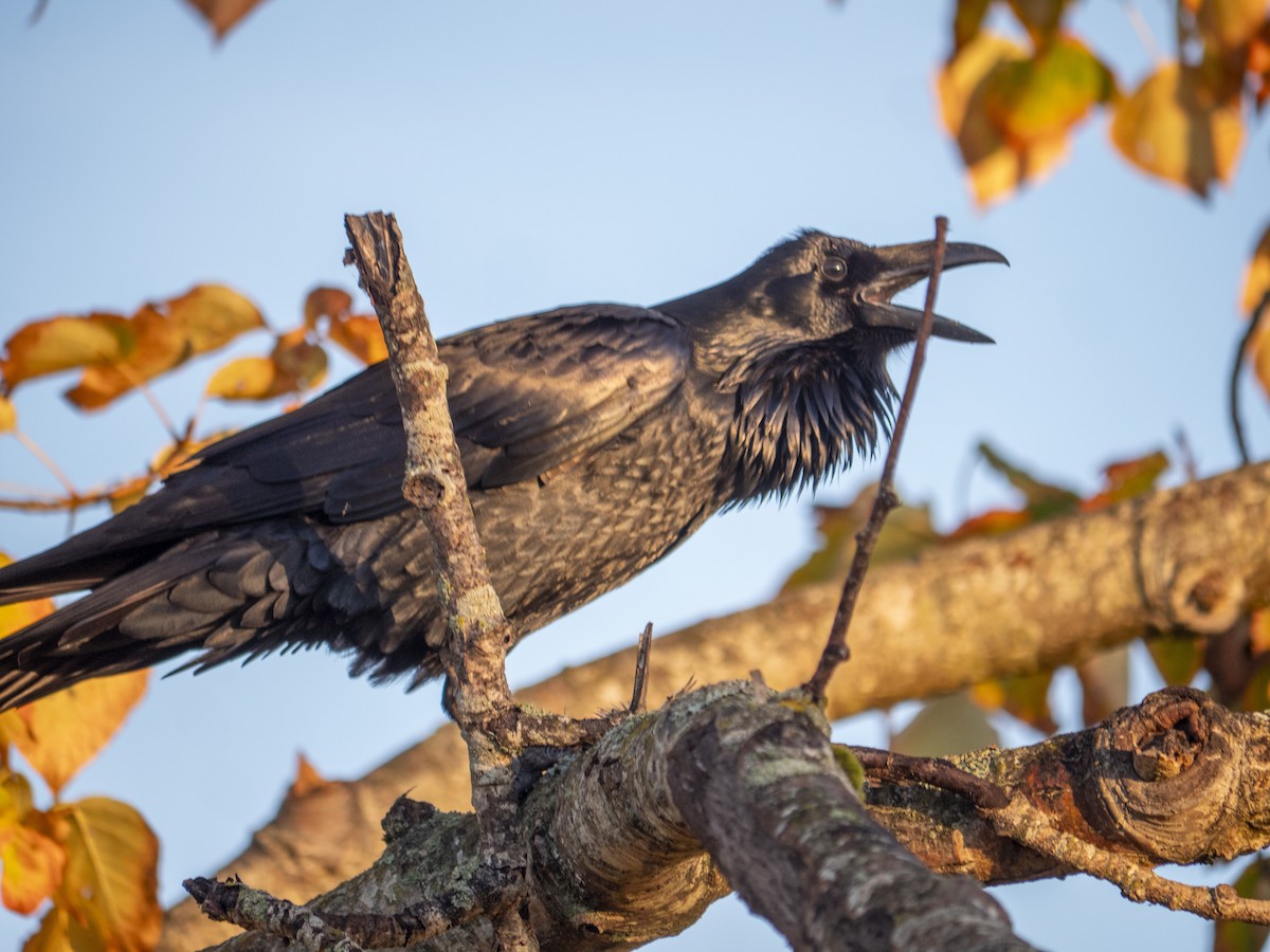 Common Raven - ML643053659