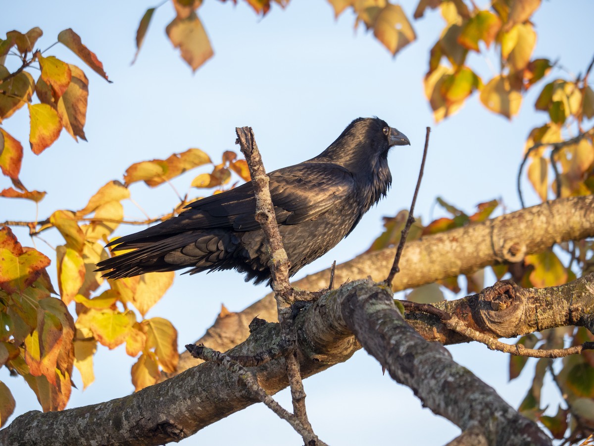 Common Raven - ML643053661