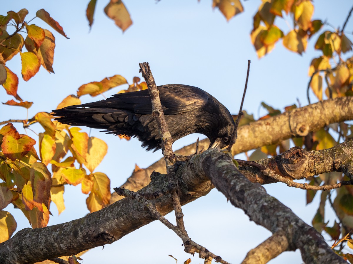 Common Raven - ML643053662