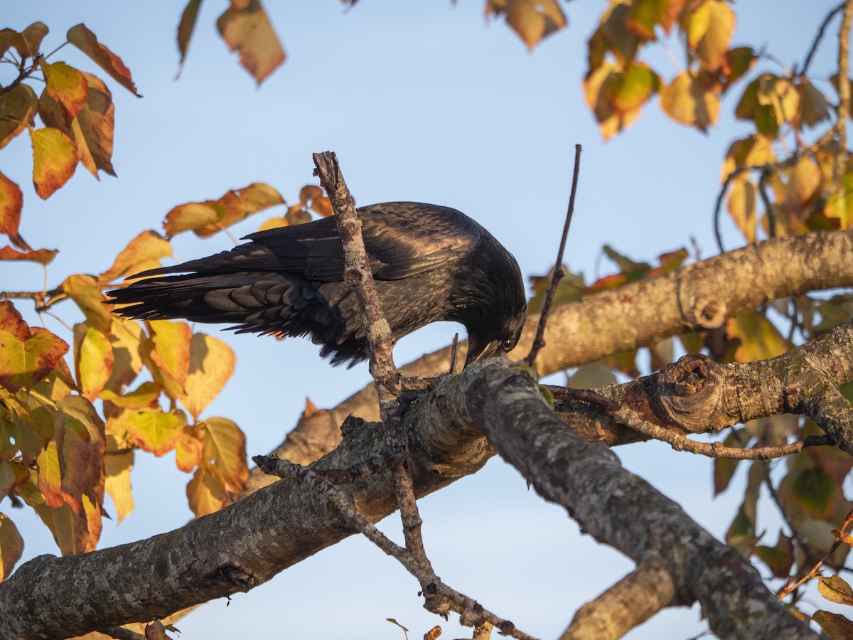 Common Raven - ML643053663