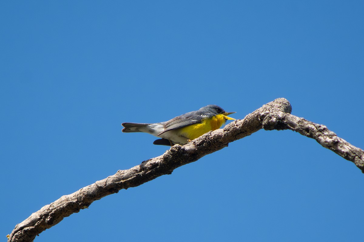 Tropical Parula - ML643053664