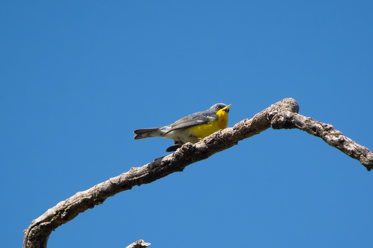 Tropical Parula - ML643053665