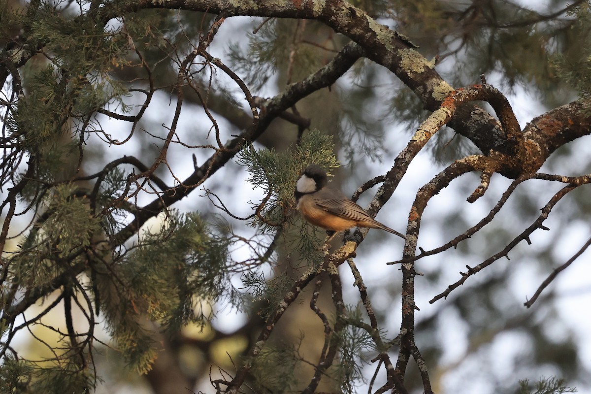 Rufous Whistler - ML643053671