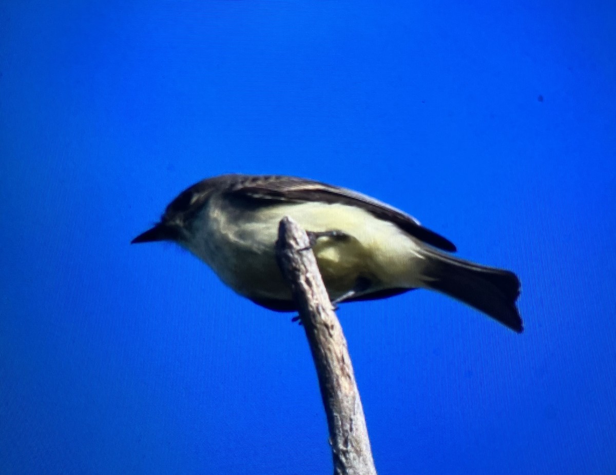 Eastern Phoebe - ML643053672