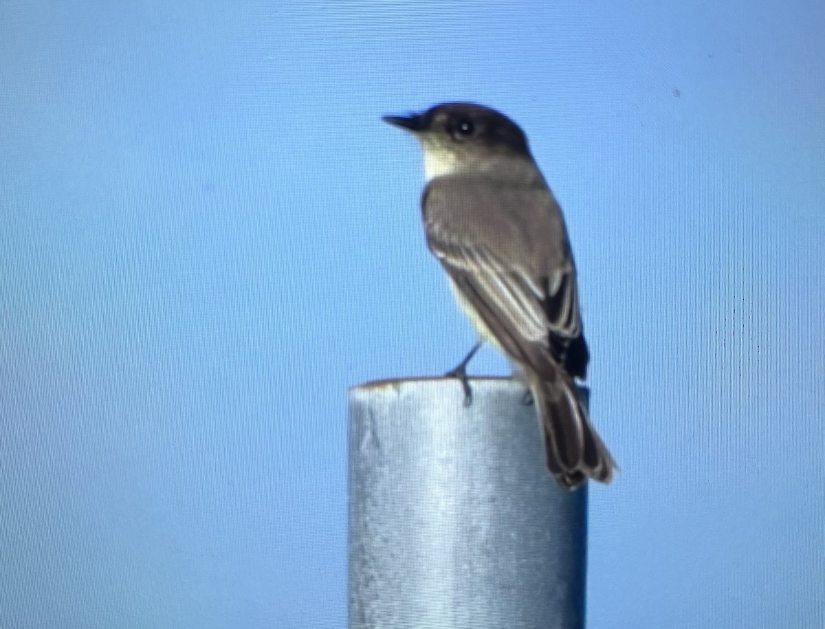 Eastern Phoebe - ML643053673