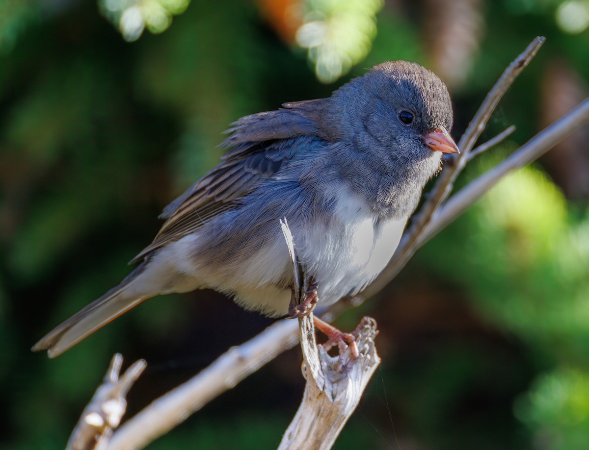Dark-eyed Junco (Slate-colored) - ML643053674