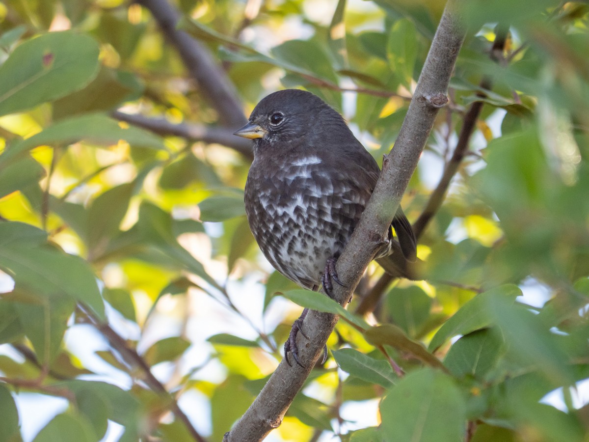 Fox Sparrow - ML643053676