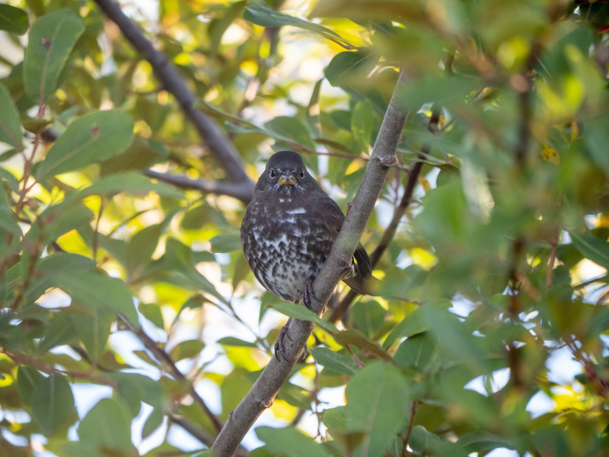 Fox Sparrow - ML643053677