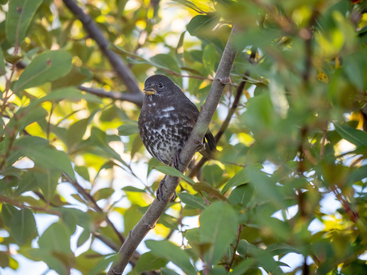 Fox Sparrow - ML643053678