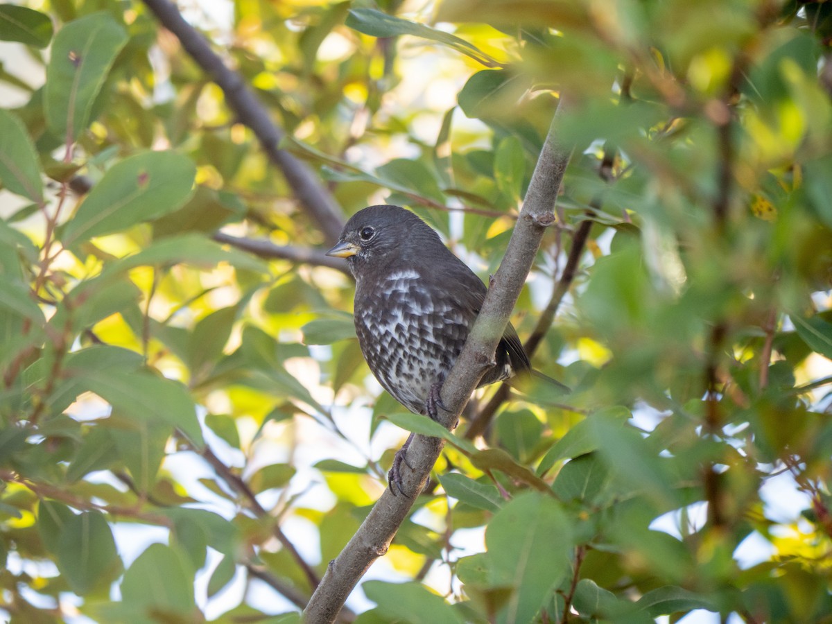 Fox Sparrow - ML643053679