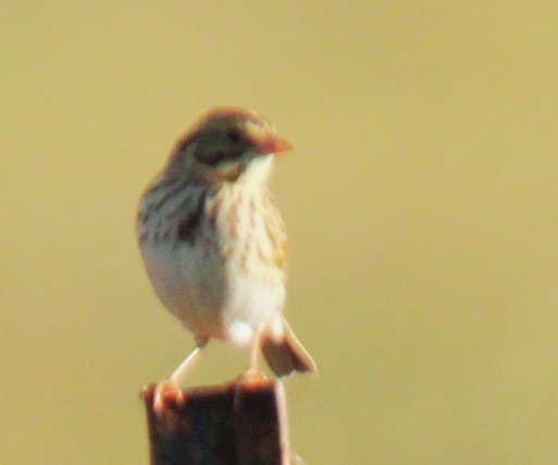 Savannah Sparrow - ML643053692